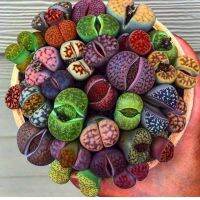 50 เมล็ดพันธุ์ เมล็ด ซักคิวเลนต์ หรือ ไม้อวบน้ำ กระบองเพชร ไลทอปส์ (Lithops) Succulent seed อัตราการงอก 80-85%