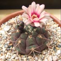 Plants Center พร้อมส่ง(tianzy)กระบองเพชรไม้ลำ แคคตัส cactus Gymnocalycium Pflanzii v. Albipulpa grafting ไม้ตัดกราฟ 7-8cm