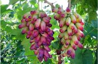 20 เมล็ดพันธุ์ เมล็ด องุ่น Grape Vine Seed อัตราการงอก 80-85%