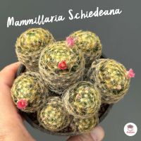 ขนนกเหลือง Mammillaria Schiedeana กระบองเพชร แคคตัส ไม้อวบน้ำ cactus&amp;succulent