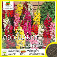 เมล็ดพันธุ์ ดอกลิ้นมังกร สแนปดราก้อน 1000 เมล็ด Snapdragon Flower เมล็ดพันธุ์แท้ นำเข้าจากต่างประเทศ ปลูกผัก สวนครัว