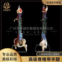 Human spinal disc with pelvic high 85 cm high spinal nerve spine model 1:1