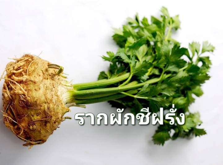 รากผักชีฝรั่ง-celeriac-seed-เมล็ดพันธุ์รากผักชีฝรั่ง-บรรจุ-20-เมล็ด-10บาท