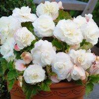 15 เมล็ดพันธุ์ ต้นบีโกเนีย Begonia เป็นดอกไม้ ต้นไม้ ที่แทนสัญลักษณ์แห่งความรัก อัตราการงอกสูง 80-85%