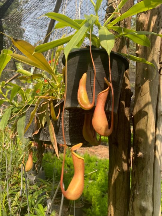 หม้อข้าวหม้อแกงลิง-อังกฤษ-nepenthes-ชื่อสามัญ-tropical-pitcher-plants-หรือ-monkey-cups-เป็นพืชกินแมลง-จัดส่งพร้อมไม้แขวน-กระถาง6นิ้ว
