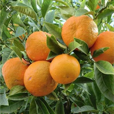 ต้นส้มจีน(Chinese oranges)ส้มมงคลกิ่งตอนขนาด70ซม.(1ต้น)