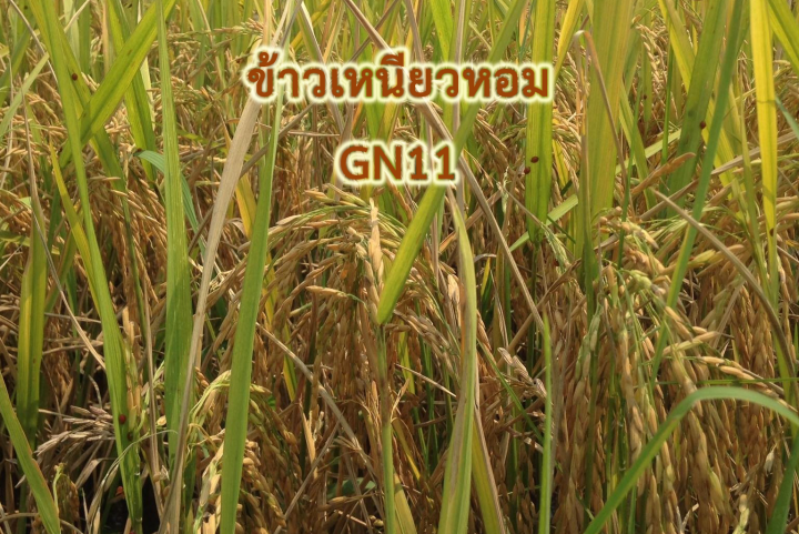 ส่งฟรี-gn11-ข้าวเหนียวหอม-gn11