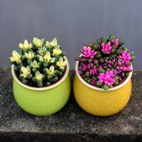 [COD] of gold and jade auspicious succulent plants indoor potted green plants flowers are good for New Years