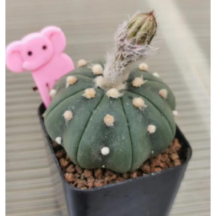 แอสโตร​ไ​ฟตั้​ม เว้า #แคสตัส castus​ astrophytum แอสโตร แอสโตร​ไ​ฟตั้​ม แอสโตรไฟตัม กระบองเพชร แอสโตรวี super