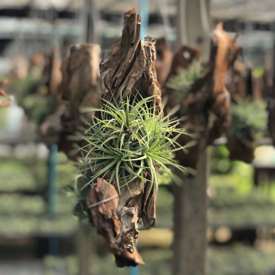 ทิลแลนด์เซีย เกาะขอนไม้จริง พร้อมแขวน 1 ชิ้น สัปปะรดอากาศ ทิลแลนเซีย Tillandsia Ionantha Var ionantha ช่วยฟอกอากาศ ดูแลง่าย ทนแล้ง ไม่ต้องรดน้ำบ่อย