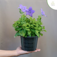 Treeno.9 T241 บอนลูน (Balloon Flower) กระถาง 6 นิ้ว / สูง 20-30 ซม. / ไม้ประดับ ไม้ดอก ไม้มงคล (ต้นไม้)