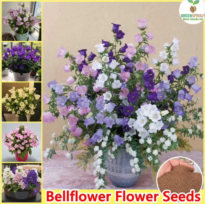Easy to grow丨Assorted Flower Seeds Campanula Persicifolia Bellflower