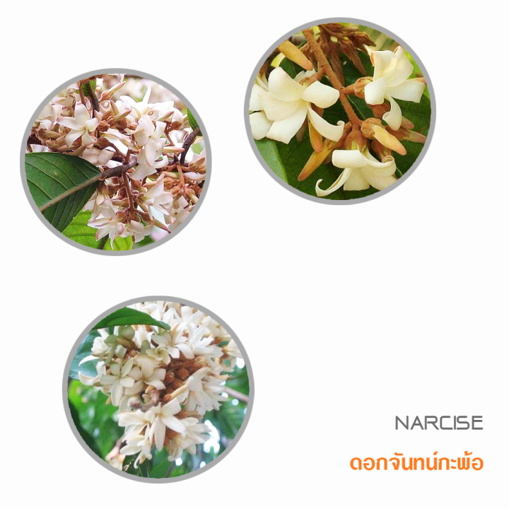 หัวน้ำหอมกลิ่น-fw32-flower-narcise-ดอกจันทน์กะพ้อ-ปริมาณ-25กรัม