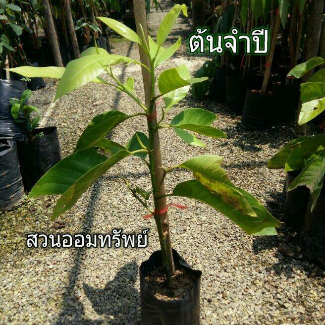 ต้นจำปีราคาถูก-ดอกหอมโตเร็ว