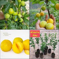 (1ต้น) ต้น ลูกพลัม พันธุ์ อินเดีย ผลสีเหลือง Indian yellow plum ต้นลูกพลัม ต้นพลัม พลัม / พิสุทธิ์