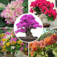 บอนสี เมล็ดเฟื่องฟ้า ดอกเฟื่องฟ้า ต้นเฟื่องฟ้า ต้นดอกเฟื่องฟ้า 100เมล็ด Bougainvillea Flower Seeds ต้นไม้มงคล ต้นไม้ประดับ พันธุ์ดอกไม้ ต้นไม้จิ๋วจริง เมล็ดดอกไม้ ดอกไม้จริง ต้นไม้ฟอกอากาศ บอนไซ ผักสวนครัว Plant