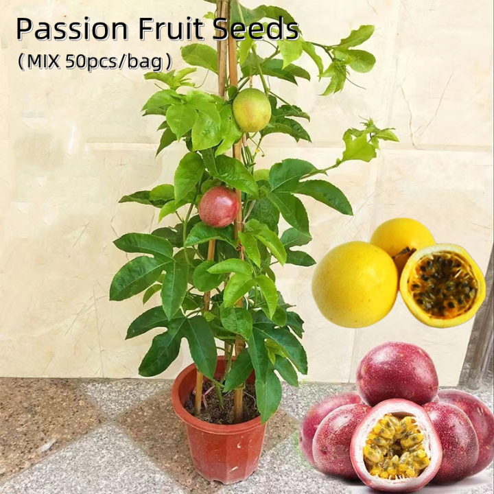 50pcs Yellow & Red Passion Fruit Seeds Benih Pokok Buah Benih Bunga