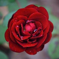 30 เมล็ด เมล็ดพันธุ์ Seeds Plant กุหลาบพวง Floribunda Rose seed สีแดง ดอกหอม นำเข้าจากต่างประเทศ พร้อมคู่มือ เมล็ดสด ใหม่