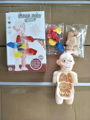 ของเล่นเสริมพัฒนาการ สื่อการเรียนรู้อวัยวะ ของเล่นเสริมการเรียนรู้โมเดลร่างกาย ชุดประกอบอวัยวะในร่างกายสำหรับเด็ก Human Body Model โมเดล 3D