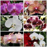 30 เมล็ดพันธุ์ เมล็ดกล้วยไม้ ฟาแลนนอปซิส (Phalaenopsis Orchids) Orchid flower seeds อัตราการงอก 80-85%