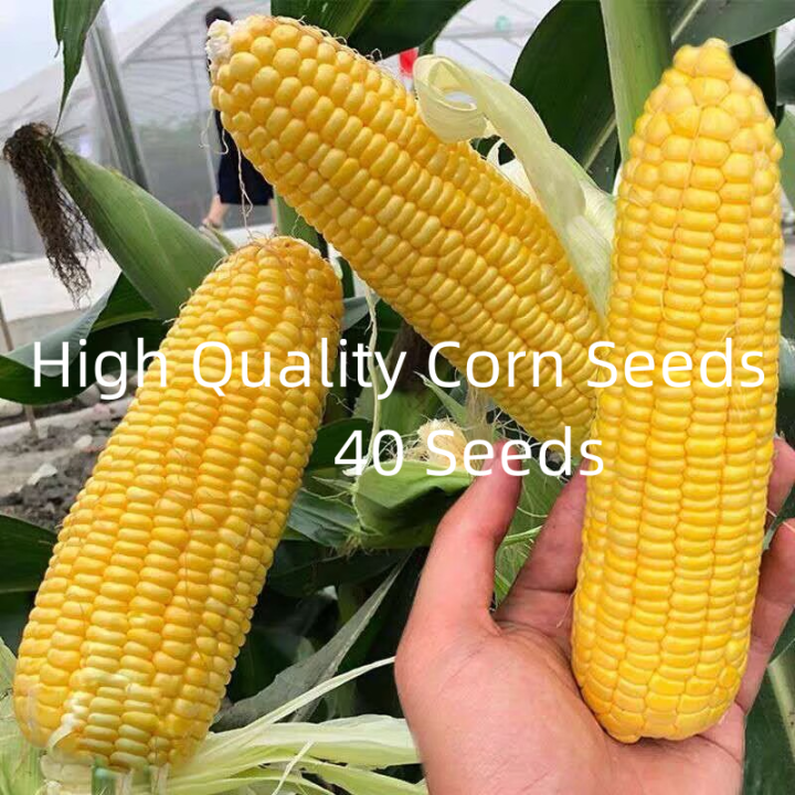 Super sweet yellow corn seeds for growing vegetables - high germination ...