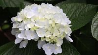 20 เมล็ด เมล็ดไฮเดรนเจีย Hydrangea Seeds สีขาว ไฮเดรนเยียสายพันธุ์ฝรั่งเศส ของแท้ 100% อัตราการงอกสูง 70-80% มีคู่มือปลูก ปลูกในกระถางได้