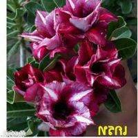 12 เมล็ด เมล็ดพันธุ์ Garden Plant ชวนชม สายพันธุ์ไต้หวัน ดอกสีม่วง Adenium Seed กุหลาบทะเลทราย Desert Rose ราชินีบอนไซ อัตราการงอก 80-90% มีคู่มือปลูก