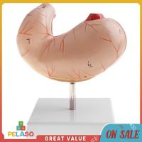 Pelaso 1:1 Lifesize ถอดได้2ส่วนโครงสร้างกระเพาะอาหารของมนุษย์แบบจำลองทางกายวิภาค