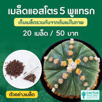 เมล็ดแคคตัส แอสโตร 5 พูแทรก ชุดล่ะ 15 เมล็ด (Astrophytum 5 พูแทรก)