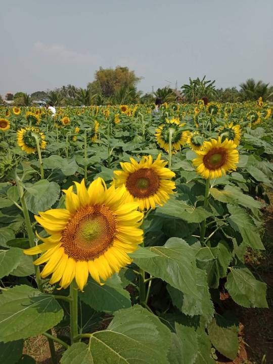 เมล็ดดอกทานตะวันปลูกชมดอก-สวยงาม-ซอง4ooเมล็ด-สั่ง3แถมฟรี1