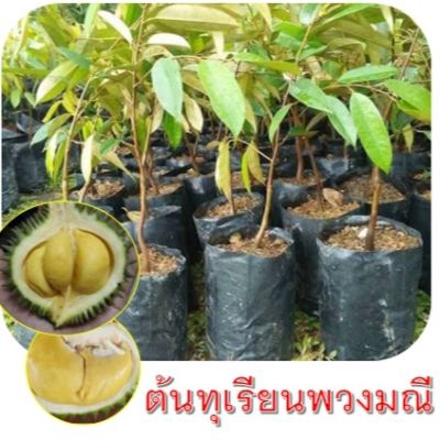 มาใหม่ ต้นพันธุ์ทุเรียนพวงมณี(จิ๋วแต่แจ๋ว) กิ่งข้าง ต้นพันธุ์สูงประมาณ 70-80cm.(1ต้น) คุ้มสุดสุด ต้นไม้ ฟอก อากาศ กระถาง ต้นไม้ ไม้ ประดับ ต้นไม้ ปลูก ใน บ้าน