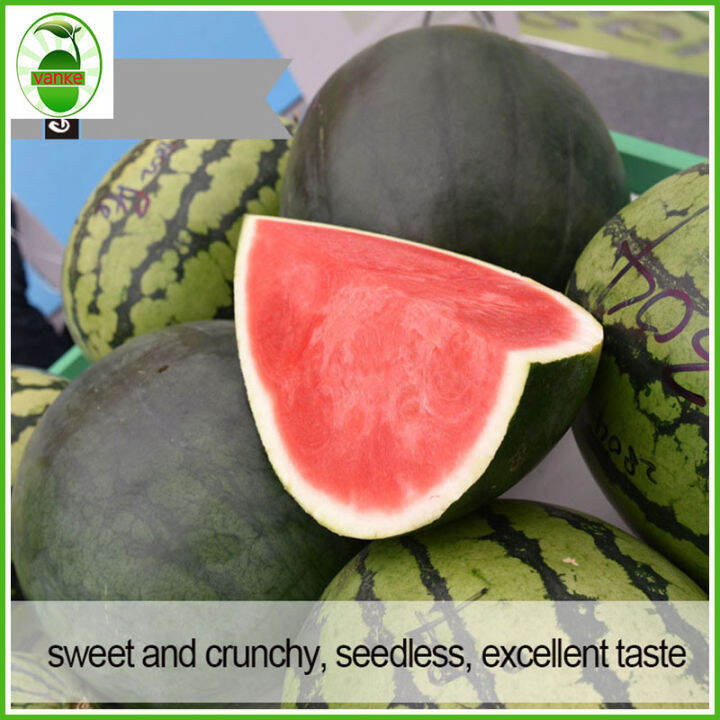 VK076（10 seeds）Highyield seedless watermelon seeds Lazada PH