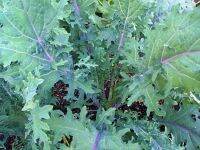 เเมล็ดพันธุ์เคลเรดรัสเซียน เคลสีแดง เมล็ดเคล Red Russian Kale ปลูกง่าย คุณค่าทางอาหารสูง