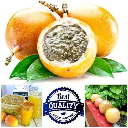 ซื้อ 1 แถม 1 เมล็ดพันธุ์ เสาวรส ลูกผสม กลิ่นหอม Hibrid Passion Fruit