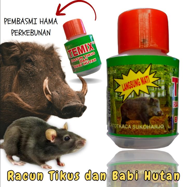 TEMIX RACUN TIKUS DAN RACUN BABI HUTAN AMPUH BASMI HAMA PERKEBUNAN ...