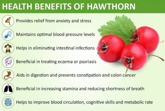 ฮอร์ธอร์น-สกัด-hawthorn-extract-300-mg-90-veg-capsules