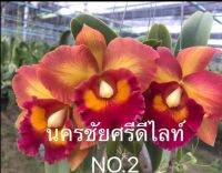 กล้วยไม้แคทลียา นครชัยศรี ดีไลท์ NO.2 กระถาง 3.5 นิ้ว(ส่งแบบไม่มีดอก ขนาดตามภาพตัวอย่าง)