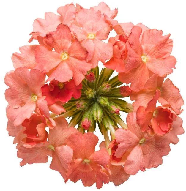 Dwarf Verbena Tuscany Peach flower seed Verbena Hybrida*limited Lazada