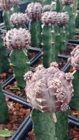 ( Pro+++ ) หน่อเด็ดสดเดย์ดรีมเหมาะนำไปชำหรือกราฟ (gymnocalycium daydream) ราคาคุ้มค่า พรรณ ไม้ น้ำ พรรณ ไม้ ทุก ชนิด พรรณ ไม้ น้ำ สวยงาม พรรณ ไม้ มงคล