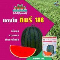 เมล็ดพันธุ์แตงโม กินรี 188 F1 ตราตะวันต้นกล้า ขนาด40กรัม เมล็ดแตงโม เมล็ดแตงโมกินรี เมล็ดพันธุ์ผัก เมล็ดผักสวนครัว ตะวันต้นกล้า