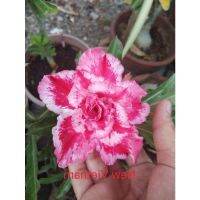 12 เมล็ด เมล็ดพันธุ์ ชวนชม สายพันธุ์ไต้หวัน ดอกซ้อน Adenium Seeds กุหลาบทะเลทราย Desert Rose ราชินีบอนไซ อัตราการงอกสูง 80-90% มีคู่มือปลูก