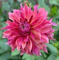 1 เหง้า/ชุุด รักเร่ Dahlia Bulb สายพันธุ์ Penhill Dark Monarch หัวรักเร่ ดอกไม้ หัวหน่อ เหง้า นำเข้า เนเธอร์แลน หัวสดใหม่