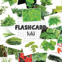 Flash card ใบไม้ (leaf) จำนวน 25 ใบ ขนาด A5 kp 052