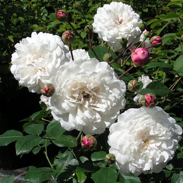 30-เมล็ด-เมล็ดพันธุ์-little-white-pet-สายพันธุ์อังกฤษ-ดอกกุหลาบ-นำเข้าจากอังกฤษ-ดอกใหญ่-พร้อมคู่มือปลูก-english-rose-seed