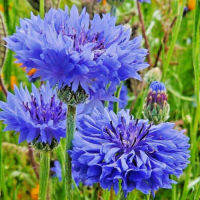 50 Blue Cornflower Single Button Seeds _ เมล็ดพันธุ์ดอกไม้ที่กินได้สำหรับสวน [ไม่ใช่พืช! เป็นเมล็ดพันธุ์] [คลังสินค้าจุด][ขายตรงจากโรงงาน][ของแท้อย่างเป็นทางการ][โปรโมชั่นลดราคา][50 เมล็ดพันธุ์][เมล็ดผลไม้][เมล็ดพันธุ์ผัก][อร่อยจัง][ปลอดภัย][คลังสินค้าจุด