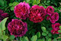 10 เมล็ด Rose Seeds เมล็ดพันธุ์ กุหลาบ ยุโรปพันธุ์เลื้อย กุหลาบอังกฤษ William Shakespeare สีแดงอมชมพู อมม่วง