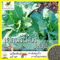 เมล็ดพันธุ์ เคลพรีเมียร์ (ปูเล่ฝรั่ง) 100 เมล็ด Premier Kale Seed เมล็ดพันธุ์แท้ นำเข้าจากต่างประเทศ โตไว ปลูกง่าย โตไว