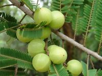 ขายส่ง 100 เมล็ด เมล็ดมะขามป้อม เมล็ดพันธุ์สำหรับปลูก มะขามป้อมอินเดีย Indian gooseberry ไม้ยืนต้น สมุนไพรพื้นบ้าน ต้นไม้ประจำจังหวัดสระแก้ว