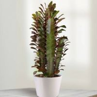 มาใหม่จ้า (hongcyg)Euphorbia trigona Rubra 14-18cm(African Milk Tree) ต้นไม้นมแอฟริกัน /ไม้อวบน้ำนำโชค ไม้อวบน้ำ Succulents ไลทอป คุ้มสุดสุด ต้นไม้ ฟอก อากาศ กระถาง ต้นไม้ ไม้ ประดับ ต้นไม้ ปลูก ใน บ้าน