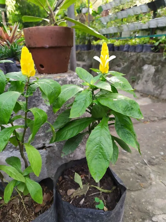 yellow candle Lazada PH